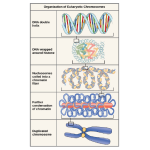 Biology Chapter 19 - Genomes, Genes and Alleles